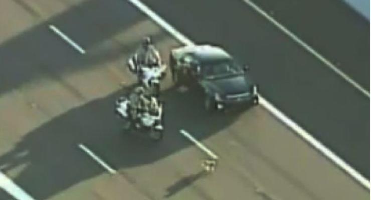 Собака удирает от полицейских по шоссе