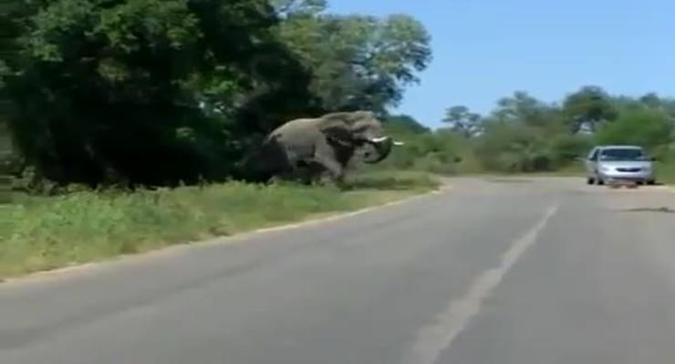 Слон напал на автомобиль