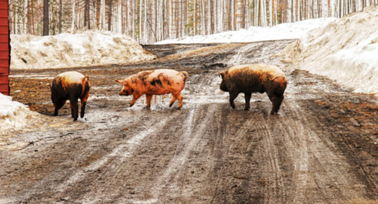Украинские свиньи сбивают российские внедорожники