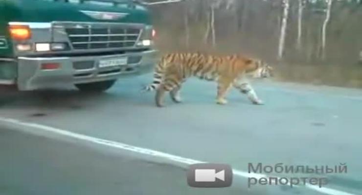Тигр вышел на дорогу и перекрыл движение