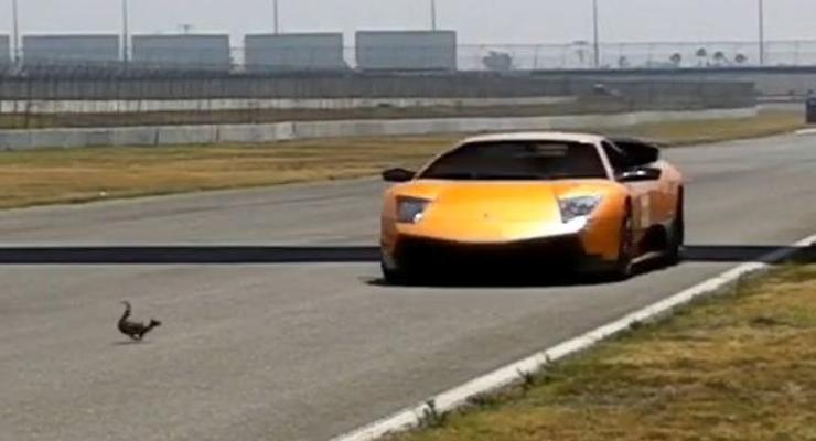 Безумная белка проскочила под летящим Lamborghini