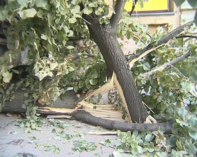 В центре Киева грузовик снес дерево и уперся в стену / magnolia-tv.com