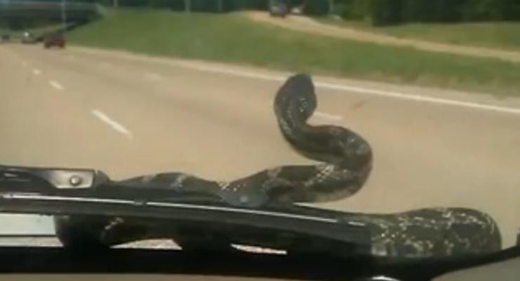 Змея вылезла из-под капота и бросилась на людей в машине