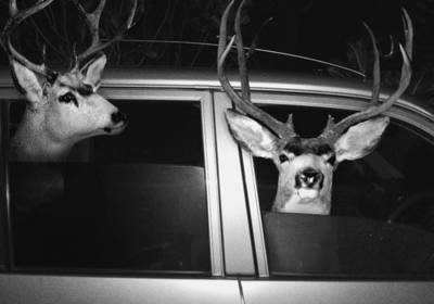 Пьяный водитель повез сбитого оленя в больницу