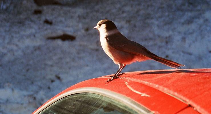 Птицы предпочитают гадить на красные автомобили