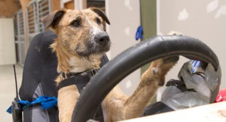 Собак научили управлять настоящим автомобилем