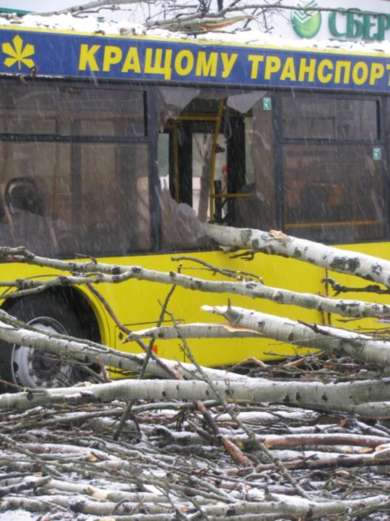 В Киеве деревья массово падают и крушат автомобили / МЧС