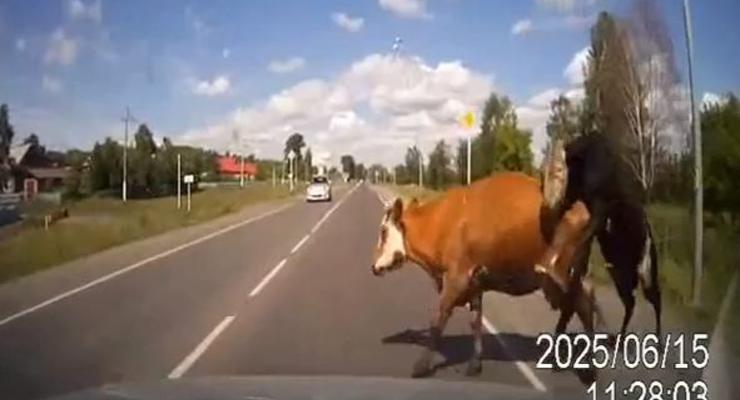 Водитель сбил корову, которую оседлал бык (ВИДЕО)