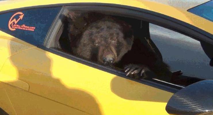 По Лос-Анджелесу ездил Lamborghini с медведем