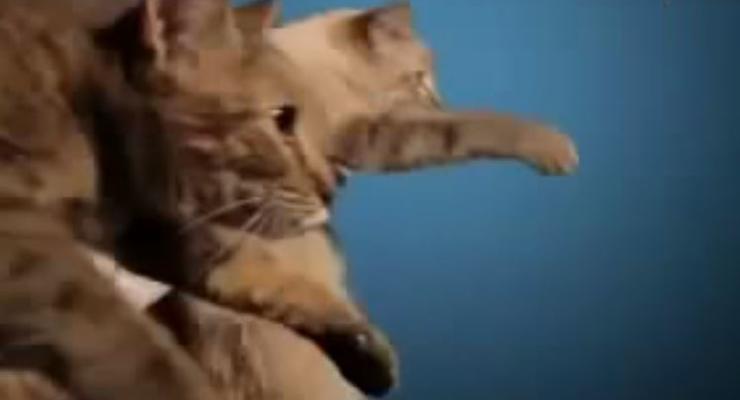 Рекламная война: Lada котами ответила петухам Мерседеса (видео)