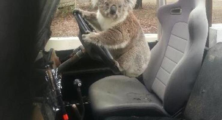В Австралии коала пыталась угнать автомобиль (фото)