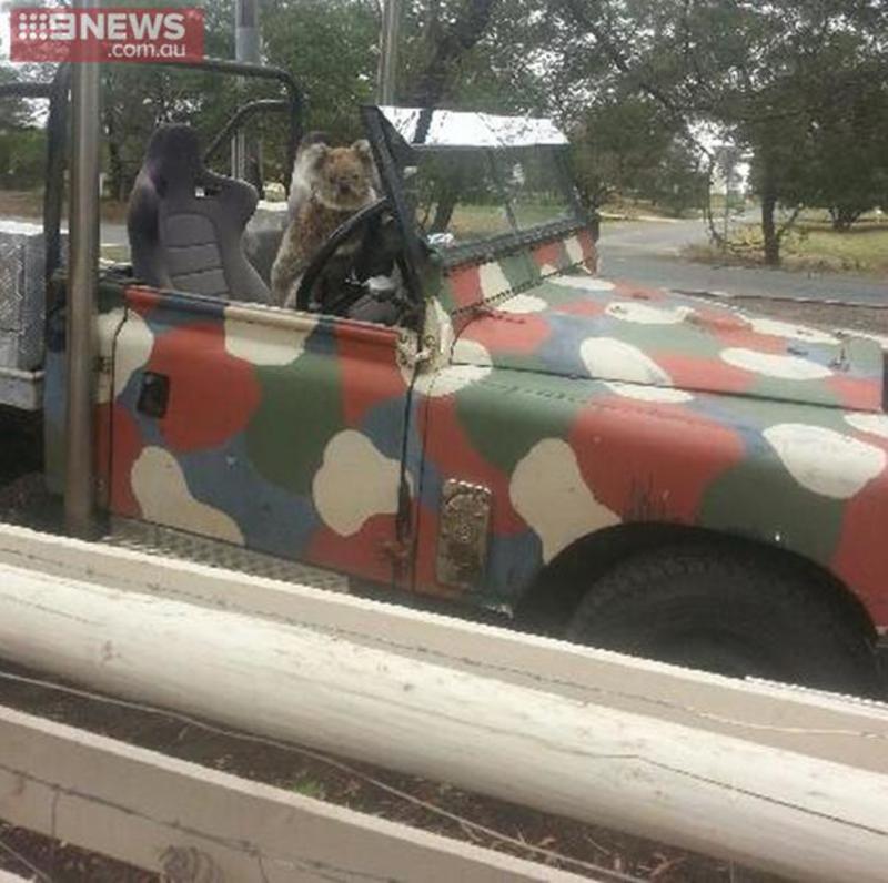 В Австралии коала пыталась угнать автомобиль (фото) / 9news.com.au