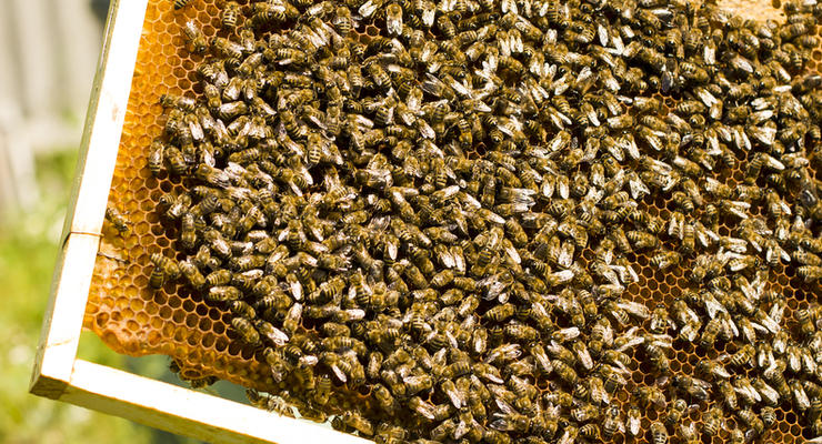 Сладкая смерть: Из-за аварии миллион пчел утонули в меде