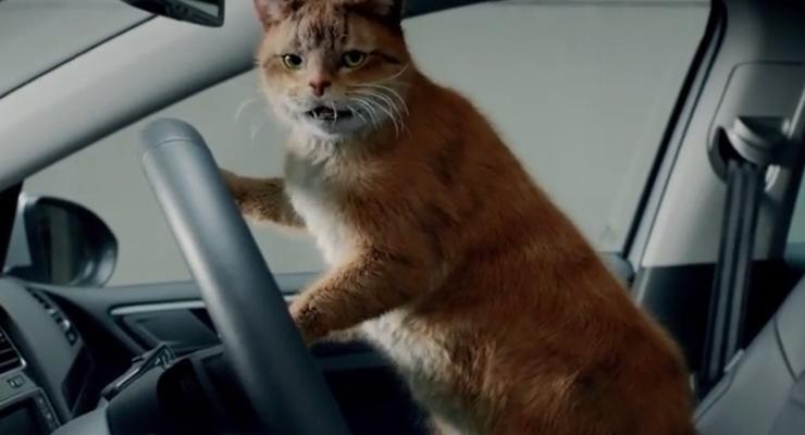 Volkswagen для рекламы лизинга выпустил ролик... с котиками (видео)