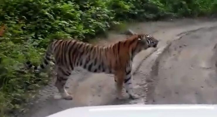 В России разлегшаяся на дороге тигрица помешала движению авто в природном парке (видео)