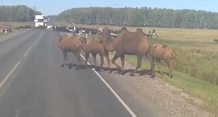 В Сибири верблюды и ишаки заблокировали федеральную трассу (видео)