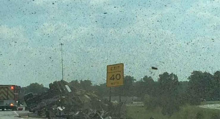 В США миллионы пчел остановили движение на шоссе (видео)