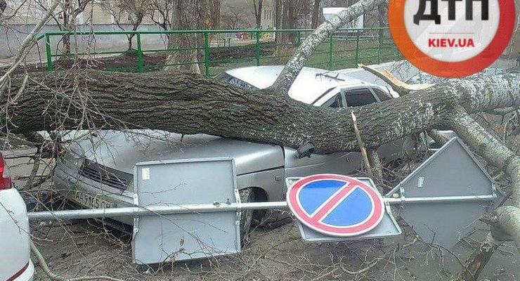 В Киеве тополь рухнул на машины "героев парковки"