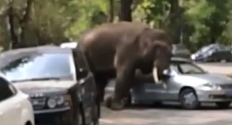 В Китае слон атаковал припаркованные автомобили