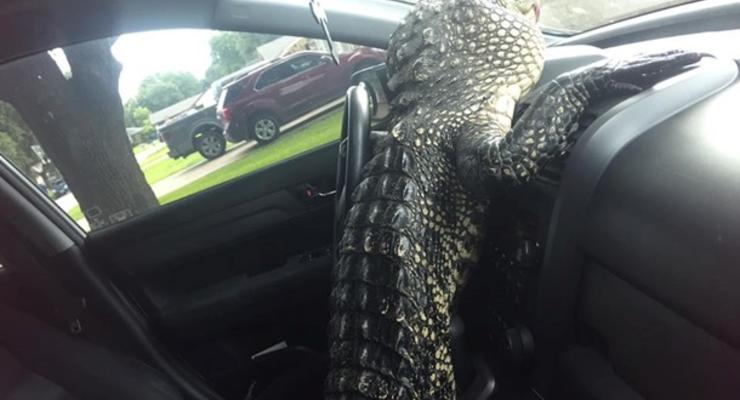 В США аллигатор сел за руль, спасаясь от зоозащитницы
