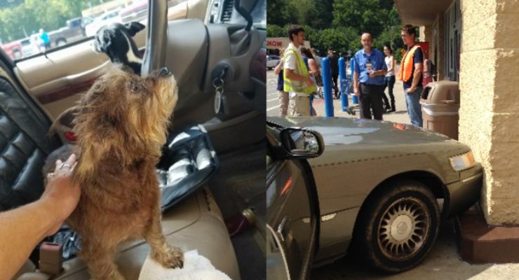 В США собаки "угнали" автомобиль и врезались в магазин