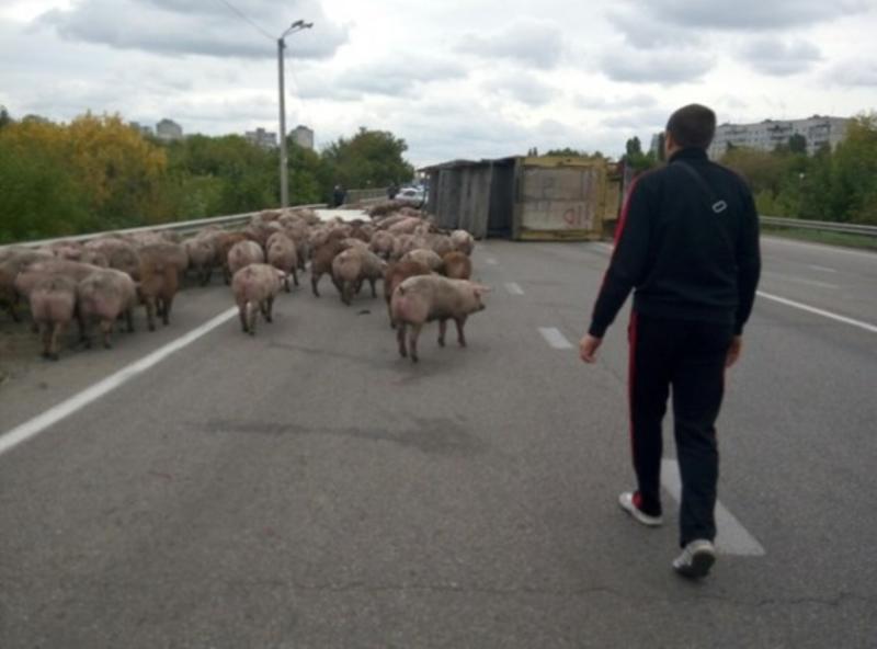 Под Харьковом перевернулся грузовик со свиньями