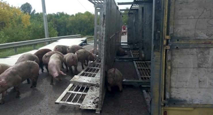 Под Харьковом перевернулся грузовик со свиньями