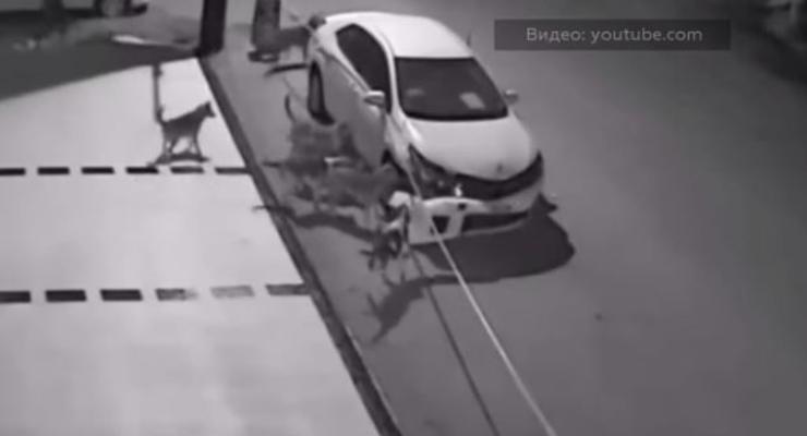 Стая бродячих собак "порвала" припаркованное авто: видео зверства
