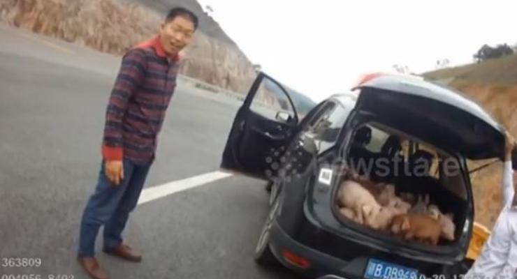 Китаец перевозил в багажнике своего внедорожника 20 свиней