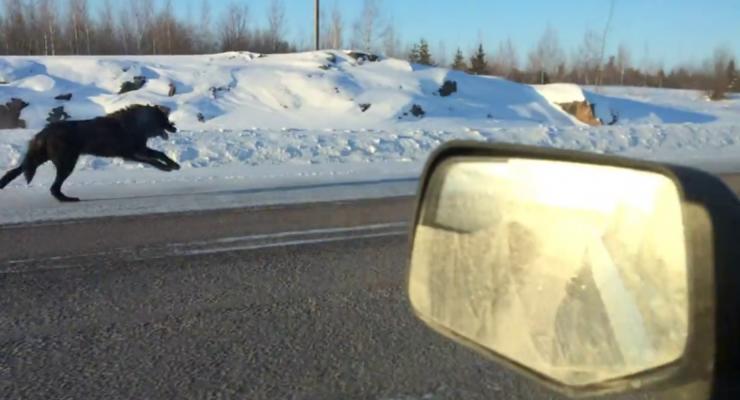 В Канаде волки устроили забег с автомобилем