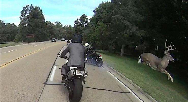 Олень сбил мотоциклиста на трассе