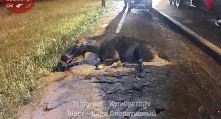 Под Киевом водитель сбил лося