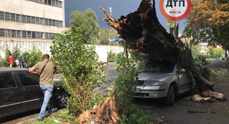 В Киеве дерево проломило крышу авто