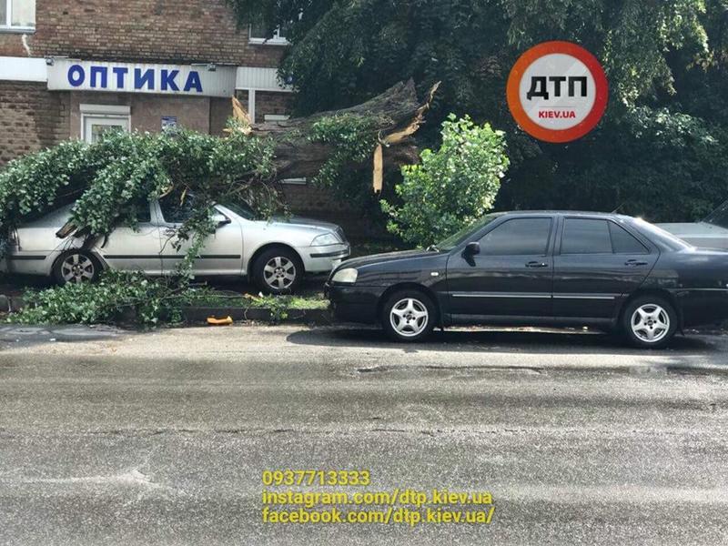 В Киеве дерево проломило крышу авто / facebook.com/dtp.kiev.ua