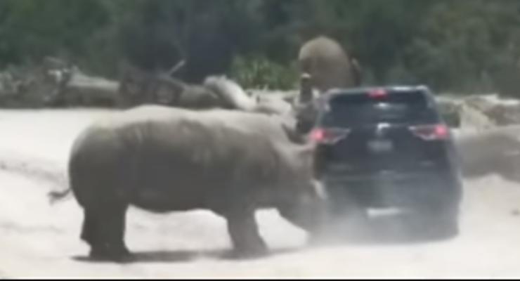 "Красуясь" перед самкой, носорог забодал машину с людьми