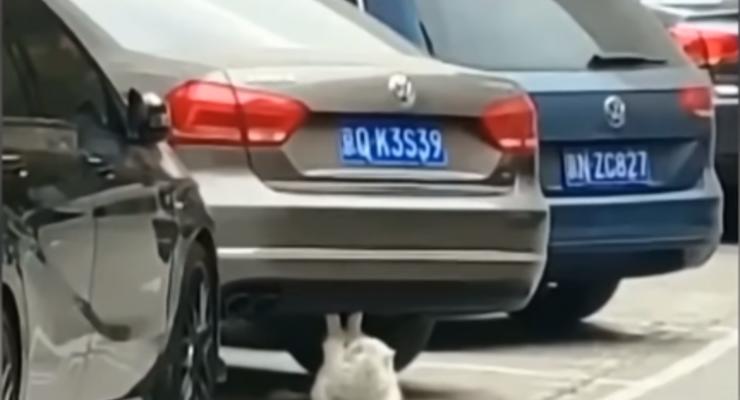 Пушистый Рокки: Кот использовал припаркованное авто, как тренажер