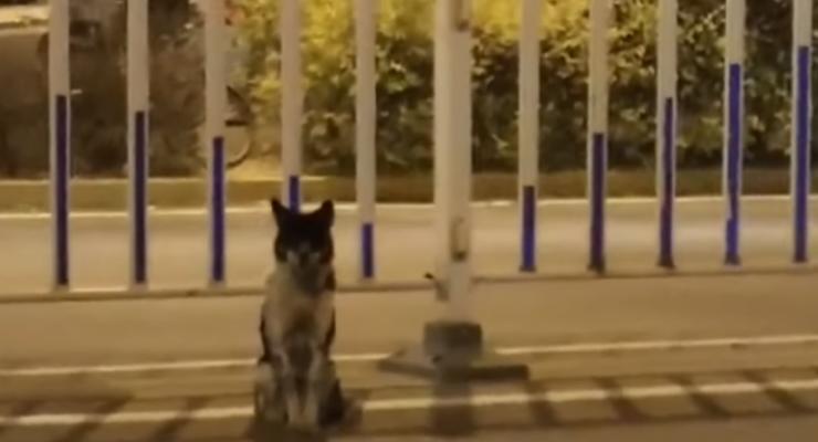 Преданный пес уже три месяца ждет погибшую хозяйку на месте ДТП в Китае