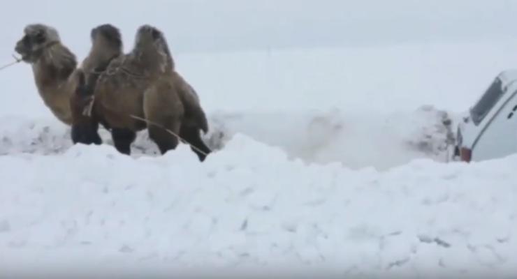 Застрявшая Lada Нива, снежные сугробы и верблюд: Сеть покорило забавное видео