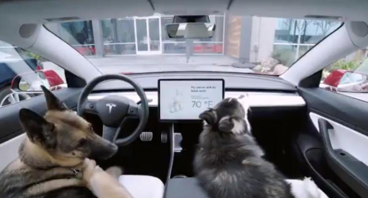 "Режим собаки": Tesla создала важнейшую функцию для владельцев животных