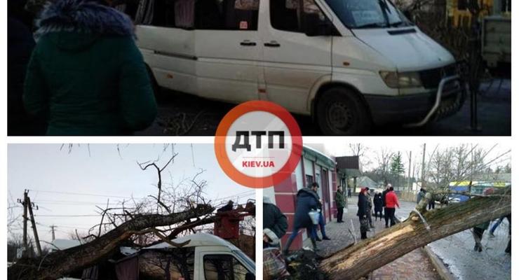Под Киевом на маршрутку с людьми упало дерево: Женщина в тяжелом состоянии
