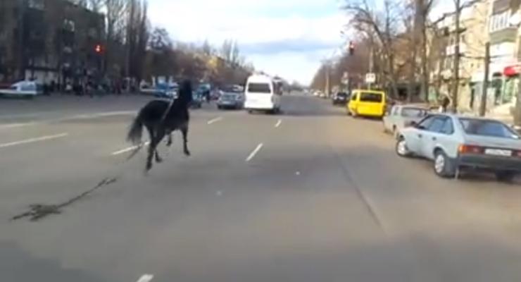 Видео погони патрульных за лошадью в Кривом Роге рассмешило Сеть
