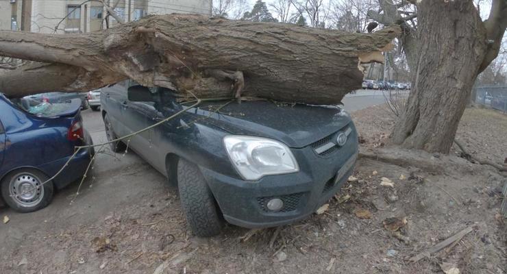 Куда обращаться за компенсацией, если ветер повалил дерево на авто