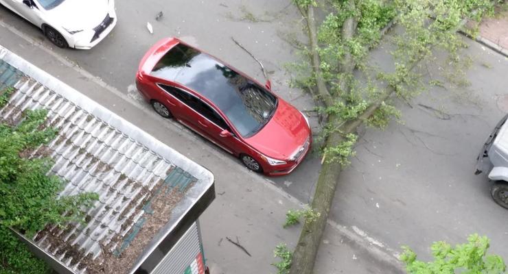Огромное упавшее дерево в Киеве "пощадило" новенькую Hyundai Sonata - фото