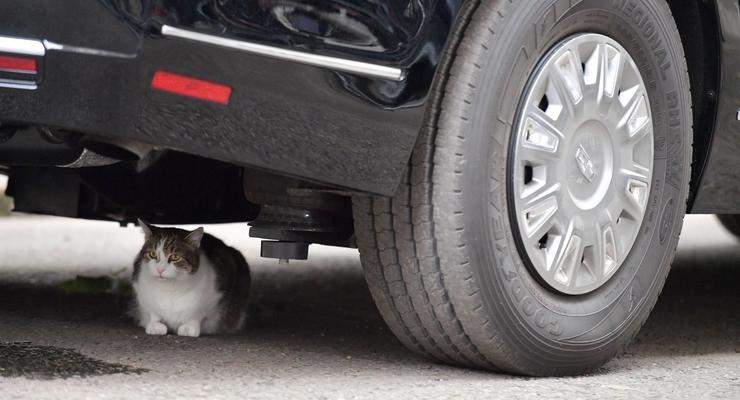 Знаменитый кот Ларри заблокировал выезд лимузину президента Трампа - фото