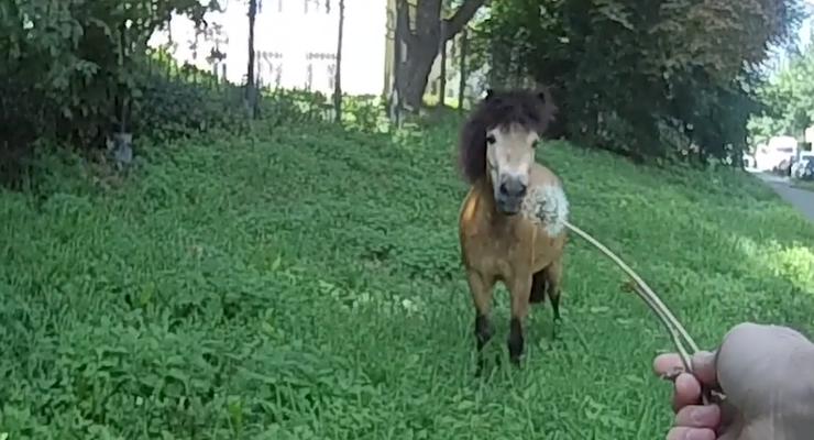 Погоня за сбежавшим пони в Киеве: Полиция показала видео с нагрудных камер