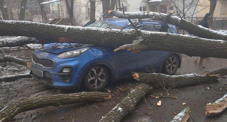 В Киеве прямо на авто Kia упало огромное дерево