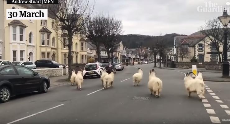 Карантин: пустующие улицы городка захватило стадо коз - Видео