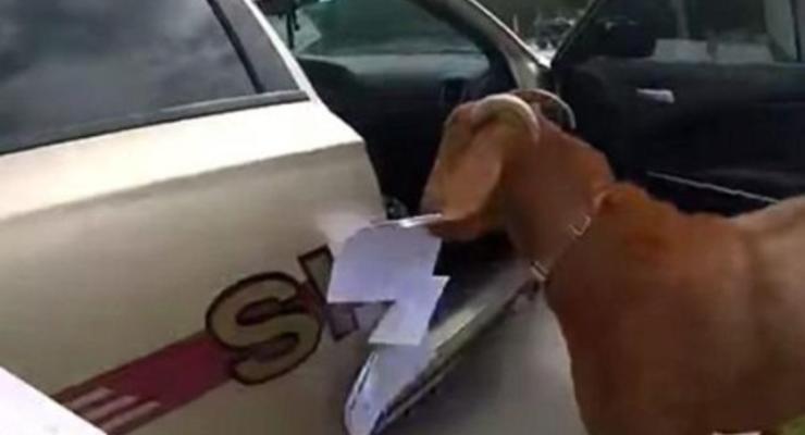 В США коза залезла в полицейский автомобиль и украла важные бумаги: видео