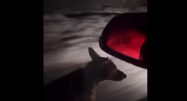 Женщина заставила собаку бежать за авто, ведь ей было холодно: видео