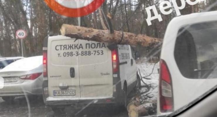 В Украине начали массово падать деревья на дороги и автомобили: видео